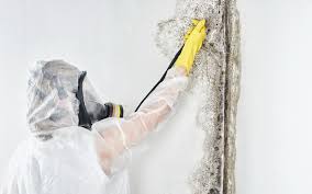 Best Mold Odor Removal Services in Springville, IA